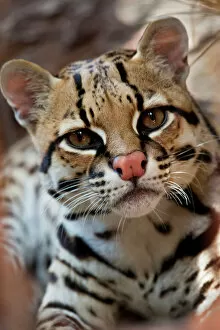 Images Dated 24th May 2012: Ocelot (Felis pardalis) endangered species, captive animal