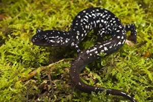 Ocmulgee Slimy Salamander (Plethodon ocmulgee) CAPTIVE North Georgia Ocmulgee Slimy Salamander (Plethodon ocmulgee) CAPTIVE North Georgia