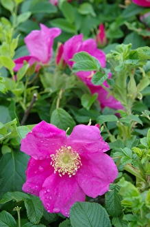 Ogunquit, Maine, USA, shrub Roses along Marginal Way Ogunquit, Maine, USA, shrub Roses along Marginal Way
