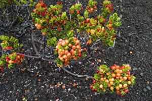 Images Dated 23rd October 2013: Ohelo berries on the Devastation Trail, Hawaii Volcanoes National Park, Hawaii, USA