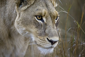 Okavango Delta, Botswana. Close-up of a female lion Okavango Delta, Botswana. Close-up of a female lion