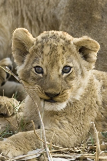Okavango Delta, Botswana. A close-up of a lion cub Okavango Delta, Botswana. A close-up of a lion cub