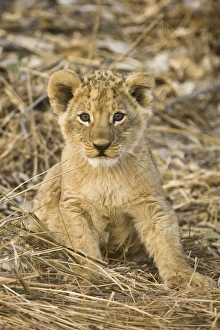 Okavango Delta, Botswana. Close-up of lion sitting Okavango Delta, Botswana. Close-up of lion sitting