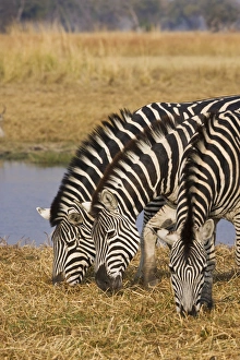 Okavango Delta, Botswana. Three Plains Zebra Grazing Okavango Delta, Botswana. Three Plains Zebra Grazing