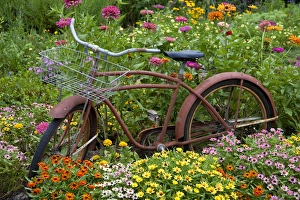 Old bicycle with flower basket in garden with zinnias, Marion Co., IL Old bicycle with flower basket in garden with zinnias, Marion Co., IL
