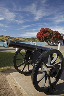 Old cannon and pohutukawa tree, Akaroa, Banks Peninsula, Canterbury, South Island Old cannon and pohutukawa tree, Akaroa, Banks Peninsula, Canterbury, South Island