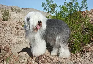 United States Of America Collection: An Old English Sheepdog standing in the foothills next to a Creosote in the Colorado