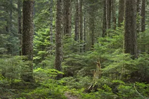 Old growth forest consisting of Silver Fir and Western Hemlock. Chilliwack Valley Old growth forest consisting of Silver Fir and Western Hemlock. Chilliwack Valley