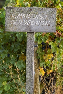 Old lichen covered wooden sign with cabernet sauvignon letters at end of vineyard Old lichen covered wooden sign with cabernet sauvignon letters at end of vineyard
