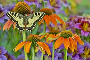 Old World swallowtail buttery on orange coneflowers and painted tongue Old World swallowtail buttery on orange coneflowers and painted tongue