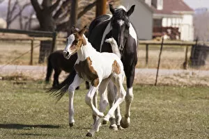 Images Dated 5th April 2008: Oldenburg warmblood horse, filly, foal jumping and running