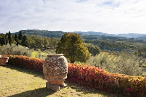 Olive groves, Greve in Chianti, Chianti area, Florence province, Tuscany, Italy Olive groves, Greve in Chianti, Chianti area, Florence province, Tuscany, Italy