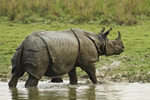 Indian Rhinoceros Gallery: One-horned Rhinoceros, coming out of jungle pond, Kaziranga National Park, India