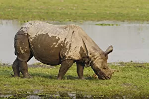 Indian Rhinoceros Gallery: One-horned Rhinoceros feeding near jungle pond, Kaziranga National Park, India