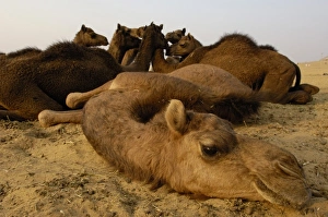 One-humped Arabian or Dromedary camels (Camelus dromedaries) at Pushkar camel and livestock fair One-humped Arabian or Dromedary camels (Camelus dromedaries) at Pushkar camel and livestock fair