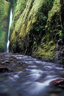 Oneonta Falls is just visible around the corner in Oneonta Gorge, Columbia River Oneonta Falls is just visible around the corner in Oneonta Gorge, Columbia River