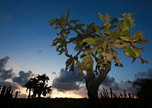 Opuntia moniliformis along the Meseta trail at sunset, Guanica dry forest, Puerto Rico Opuntia moniliformis along the Meseta trail at sunset, Guanica dry forest, Puerto Rico