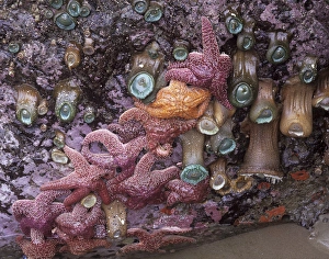 OR, Bandon, Ochre Sea Stars and Green Sea Anemones OR, Bandon, Ochre Sea Stars and Green Sea Anemones