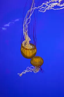 Images Dated 12th May 2012: OR, Newport, Oregon Coast Aquarium, Pacific Sea Nettle Jellyfish (Chrysaora quinquecirrh)
