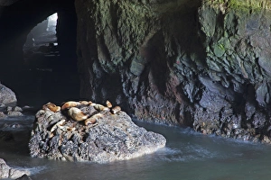 OR, Oregon Coast, Sea Lion Caves, resting Sea Lions OR, Oregon Coast, Sea Lion Caves, resting Sea Lions