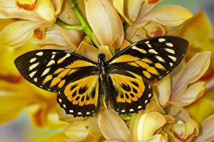 Orange and black butterfly, Papilio zagreuis, on large golden cymbidium orchid Orange and black butterfly, Papilio zagreuis, on large golden cymbidium orchid