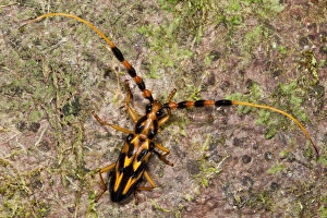 Orange & Black Long-horned Beetle (Batus barbicornis), Yasuni National Park Orange & Black Long-horned Beetle (Batus barbicornis), Yasuni National Park