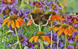 Orange coneflowers and painted tongue with resting mourning cloak butterfly Orange coneflowers and painted tongue with resting mourning cloak butterfly