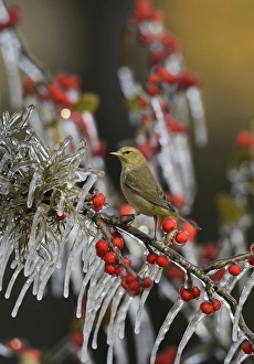 Orange-crowned Warbler (Vermivora celata), adult perched on icy branch of Possum Haw Holly Orange-crowned Warbler (Vermivora celata), adult perched on icy branch of Possum Haw Holly
