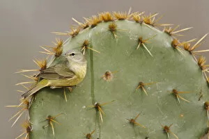 Images Dated 30th January 2010: Orange-crowned Warbler (Vermivora celata) perched on prickly pear cactus spine