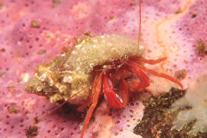 Images Dated 23rd June 2007: Orange Hermit Crab (Ellassochirus gilli) Saint Lazerius Island near Sitka, S. E