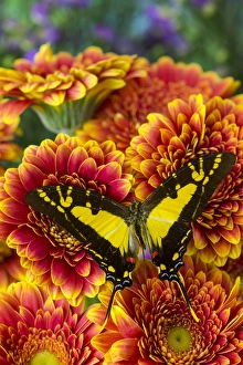 The Orange Kite Swallowtail Butterfly, Eurytides thyastes The Orange Kite Swallowtail Butterfly, Eurytides thyastes