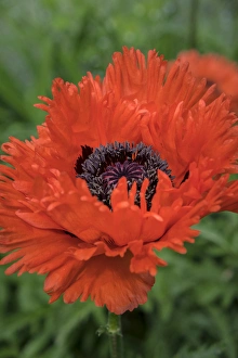 <b class=qtipBold><figcaption>Orange Oriental Poppies, USA</figcaption></b><br><em>© Lisa Engelbrecht / DanitaDelimont.com</em> Orange Oriental Poppies, USA