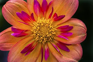 Orange pink Collarette Dahlia Blooming. Dahlia named Kelsey Annie Joy Orange pink Collarette Dahlia Blooming. Dahlia named Kelsey Annie Joy