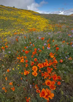 Orange Poppies, Goldfields and Filaree are protected from Wind near Lancaster Orange Poppies, Goldfields and Filaree are protected from Wind near Lancaster