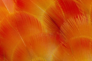 Orange and Red Breast Feathers of the Camelot Macaw Orange and Red Breast Feathers of the Camelot Macaw
