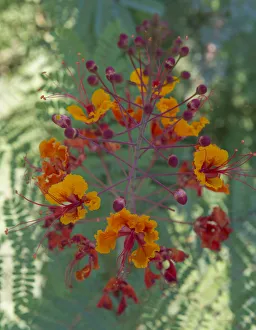 Orange and red circular flower, Red Bird of Paradise, Desert Botanical Gardens, Phoenix Orange and red circular flower, Red Bird of Paradise, Desert Botanical Gardens, Phoenix