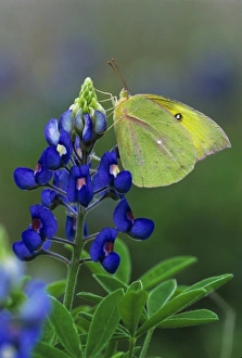 Orange Sulphur, Colias eurytheme, adult in on Texas Bluebonnet (Lupinus texensis) Orange Sulphur, Colias eurytheme, adult in on Texas Bluebonnet (Lupinus texensis)