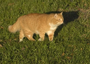 Orange tabby cat walking in the grass Florida backyard Orange tabby cat walking in the grass Florida backyard