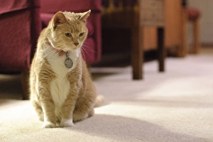 Orange tabby housecat stares into distance, in a living room Orange tabby housecat stares into distance, in a living room
