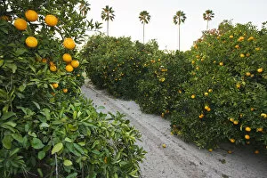 Images Dated 9th December 2010: Orange trees in grove, Mission, Texas, winter