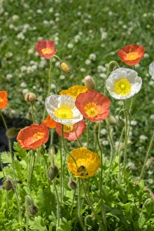 <b class=qtipBold><figcaption>Orange and white poppies, USA</figcaption></b><br>Orange And White Poppies, Usa<br><em>© Lisa Engelbrecht / DanitaDelimont.com</em> Orange and white poppies, USA