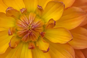 Orange yellow Waterlily Many Petals Dahlia Blooming Orange yellow Waterlily Many Petals Dahlia Blooming