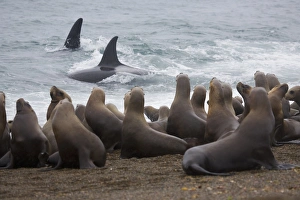 orca or killer whale (Orcinus orca) trying to hunt southern sea lions (Otaria byronia) orca or killer whale (Orcinus orca) trying to hunt southern sea lions (Otaria byronia)