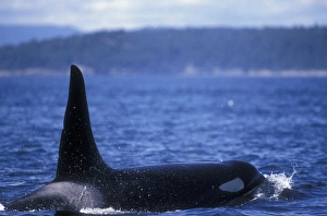 Orca Killer Whales (Orca orcinus) near San Juan Island, WA State, USA Orca Killer Whales (Orca orcinus) near San Juan Island, WA State, USA