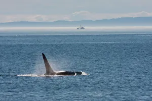 Orca whale surfacing
