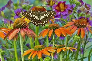 Orchard butterfly, Papilio demodocus on coneflower Orchard butterfly, Papilio demodocus on coneflower
