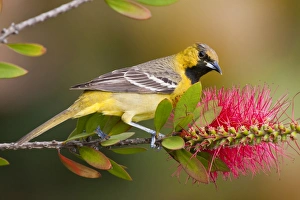 Orchard Oriole (Icterius spurius) young male feeding on nectar in bottlebrush blooms Orchard Oriole (Icterius spurius) young male feeding on nectar in bottlebrush blooms