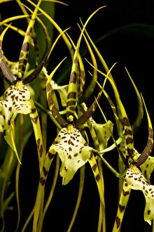 Images Dated 30th December 2004: An Orchid, of the genus Bulbophyllum, is a unique hybrid now cultivated and sold