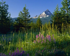 Oregon. USA. Mount Washington at sunrise above conifers, lupine, & grasses. Cascade Mountains Oregon. USA. Mount Washington at sunrise above conifers, lupine, & grasses. Cascade Mountains
