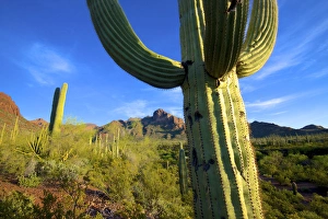 Organ Pipe Cactus National Monument: Ajo Mountain Drive winds through the desert forest of Saguaro
